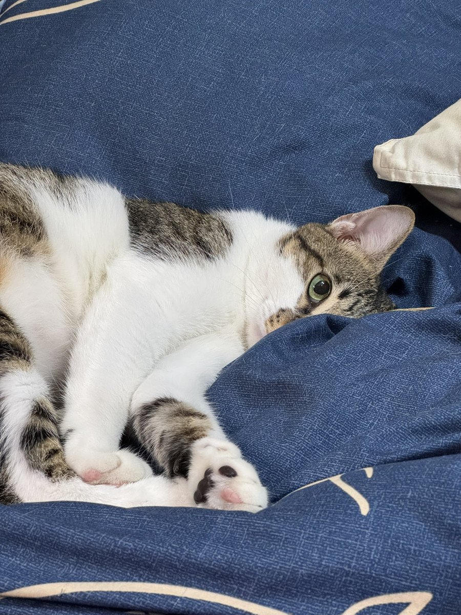 Catarotime's tweet image. 昨天份的可愛(  ˊ͈ ˙̫ ˋ͈ )

今天醒來發現他睡在我的肩膀
真的是差點就要被可愛到暈厥🫠