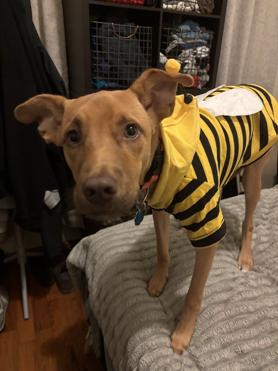 _david_matthews's tweet image. like my chances