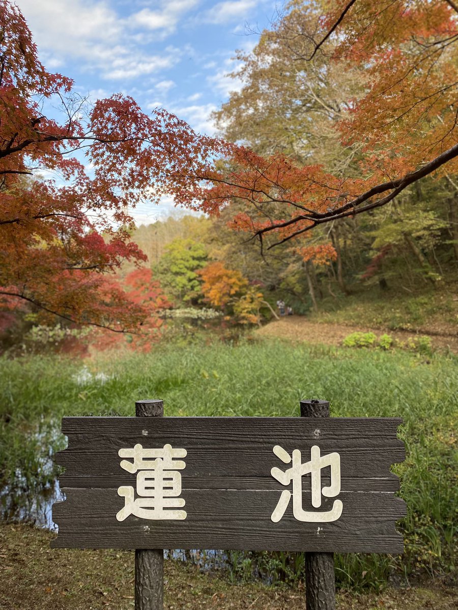 jerukbusukkkk's tweet image. This mix color of green, red, yellow, and orange is enough to heal my dull soul 🥰