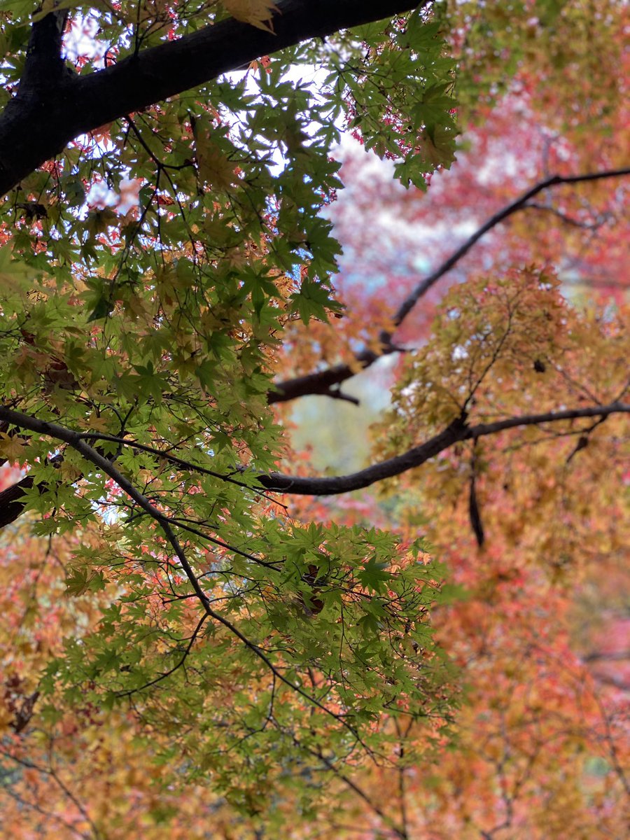 jerukbusukkkk's tweet image. This mix color of green, red, yellow, and orange is enough to heal my dull soul 🥰