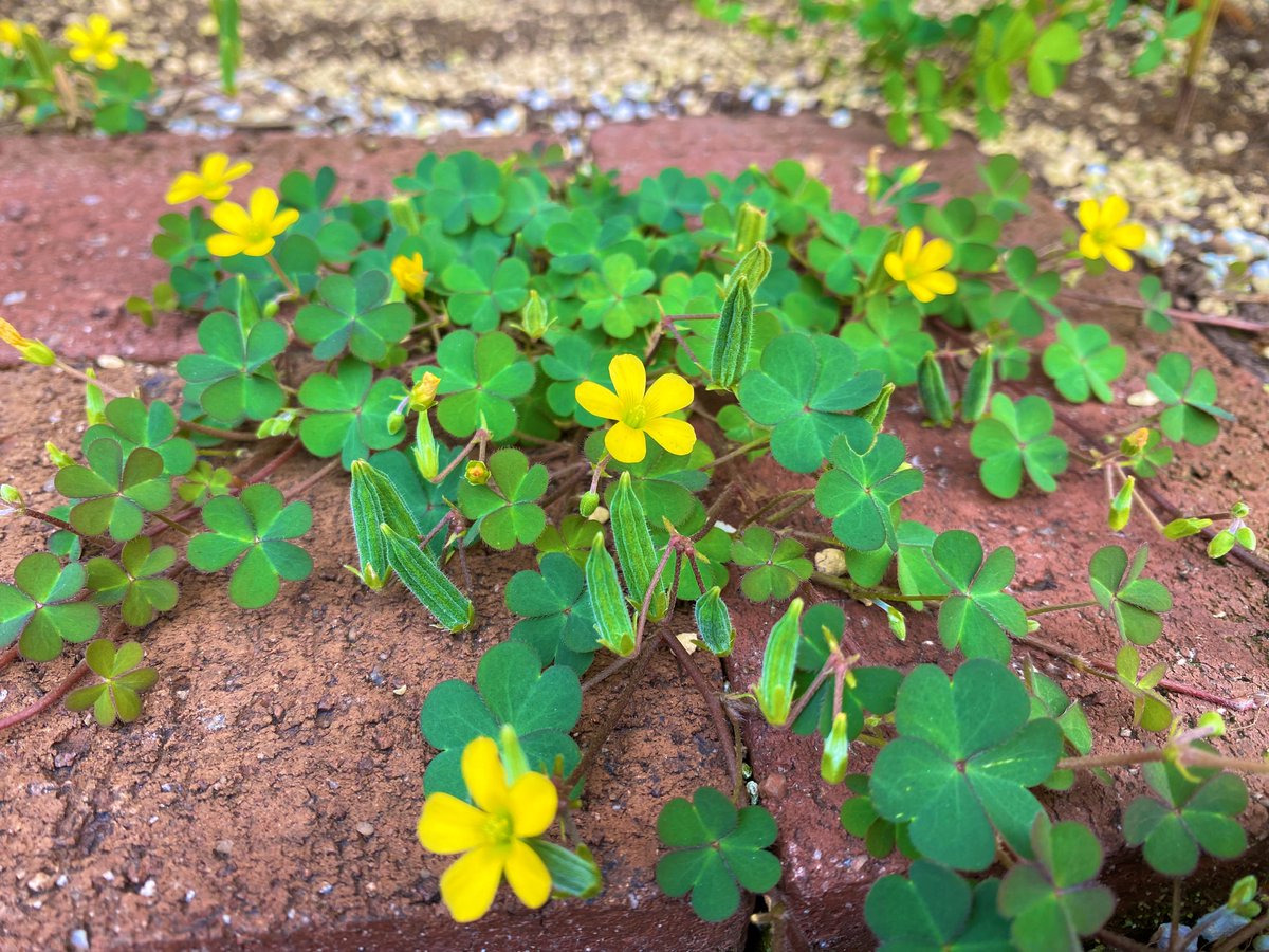 以前出会った、レンガの隙間のカタバミ。
葉を広げ、花は増え、沢山の実がついていました。
このサヤをつまんで種を弾き飛ばすのが好きだったなぁ……と懐かしく(*^^*)
つい手が出そうになりましたが、よその会社の敷地内だったのでイイコでガマンしました(笑)