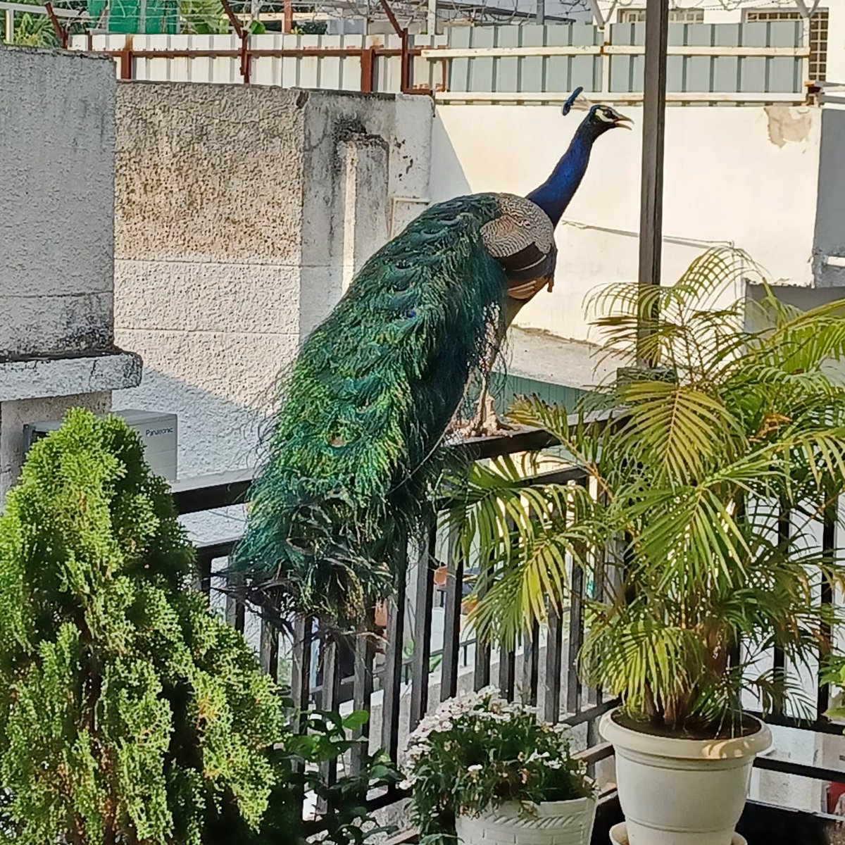 i_a_m_chirag's tweet image. Count the number of trees around the place you are living and in the neighborhood.

This is the sight from Sep&apos;25 from our balconies.
 
Sparrows, owls, etc. are just a usual sight.

#Gurugram