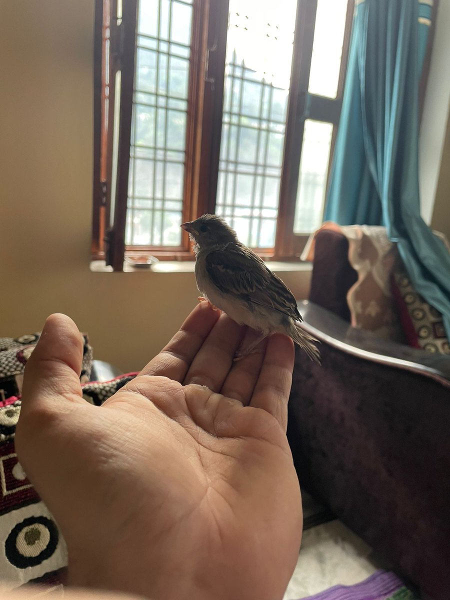 JustHimansh_'s tweet image. I still have it :) 
In my State there are still a lot of birds that went missing from other states. 
( House Sparrow, Peafowl, Red-vented Bulbul, Green bee eater, Indian Roller, Wire-tailed Swallow, Hoopoe &amp;amp; Prinia )