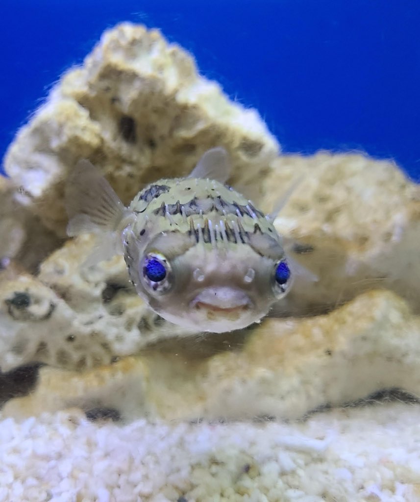 ＼寺泊水族館開館中です！／
今週末は3連休！みんな寺泊に遊びにきてねー🐟食べ歩きできる、水族館ある、温泉ある、海で貝殻拾いできる、ちょっと足を伸ばせば弥彦神社ある‼️寺泊って最強なのでは💪✨