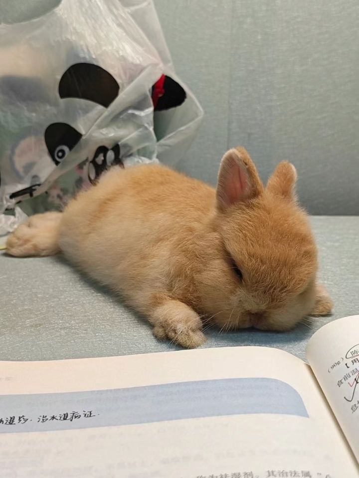 infatuatize's tweet image. ⠀⠀⠀⠀⠀⠀⠀⠀⠀
...
Acchan  seperti  kurang  tidur.
⠀⠀⠀⠀⠀⠀⠀⠀⠀