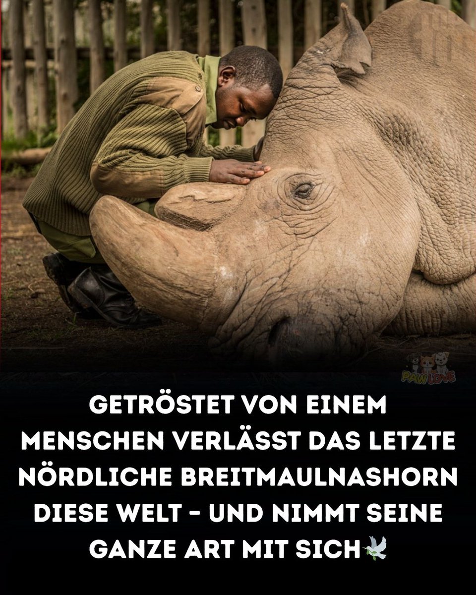 Privatini Tierschutz (@pitorganisation) on Twitter photo 