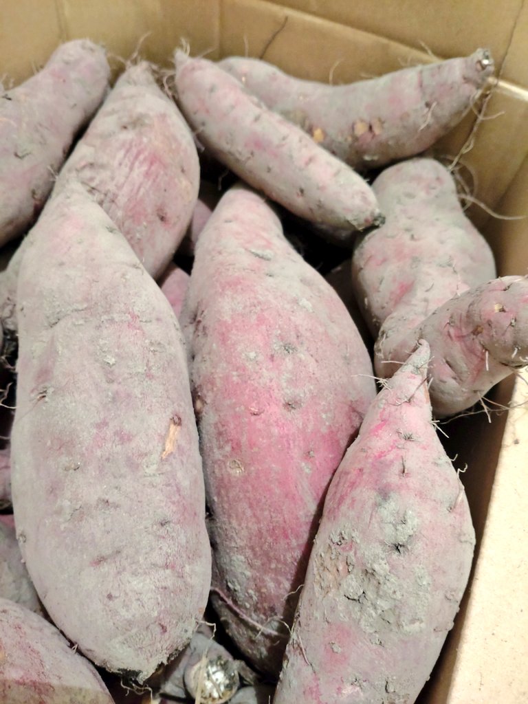 pyo_pyo_pyo__2's tweet image. さつまいもとの同棲生活が始まりました
でもうちにはまだかぼちゃもいるんだ…
年内にはちゃんとお別れするから…
今愛してるのはさつまいもだから！！！（なんの話）
#さつまいも