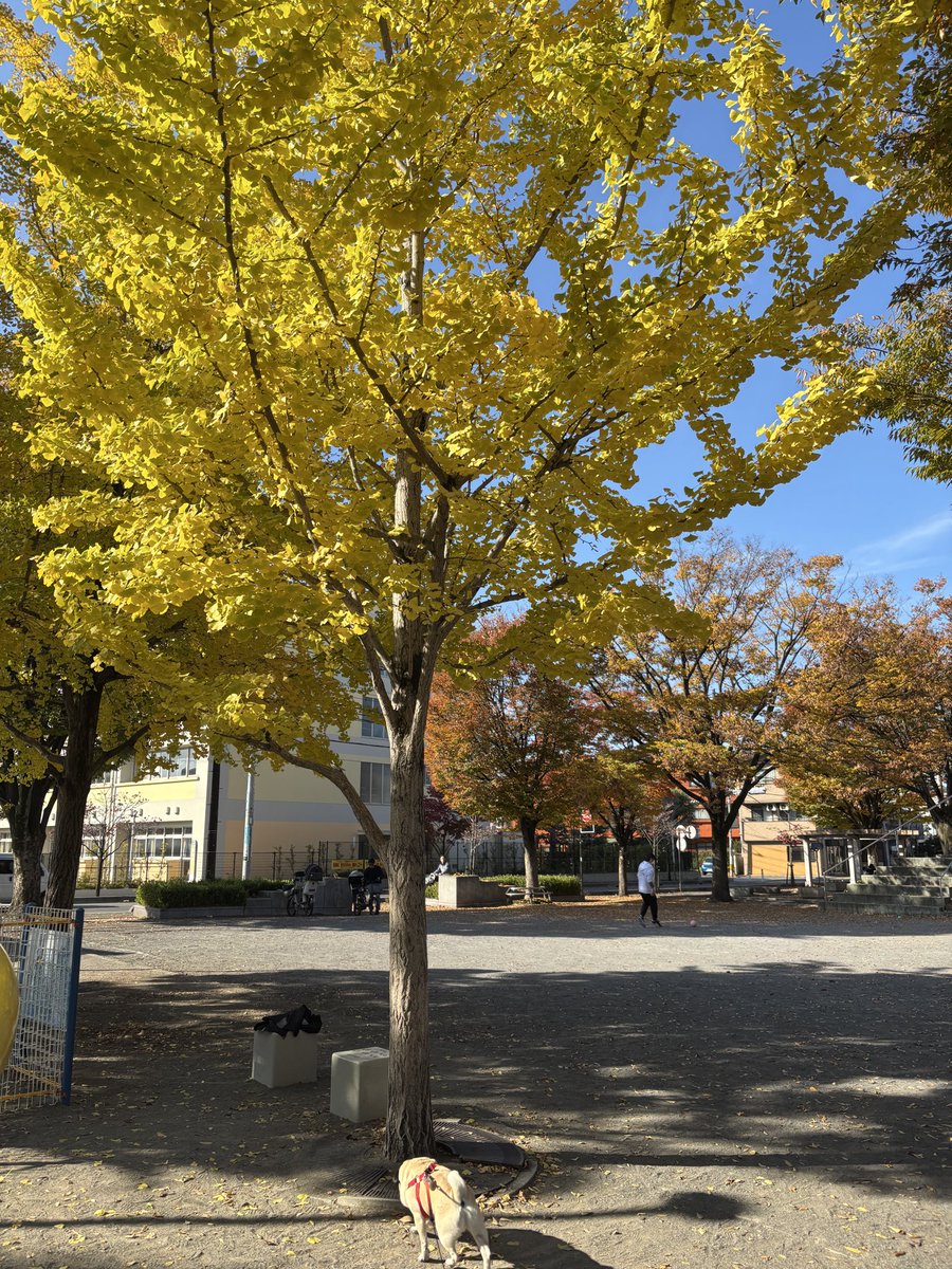 MukkuPug's tweet photo. 秋の訪れを感じますが、この期間は本当に一瞬で過ぎ去ってしまうんですよね… https://t.co/94HW8Q3Iva