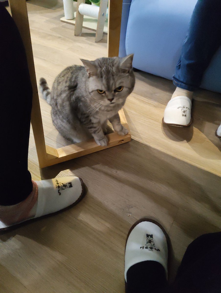 Lillykyu tweet media