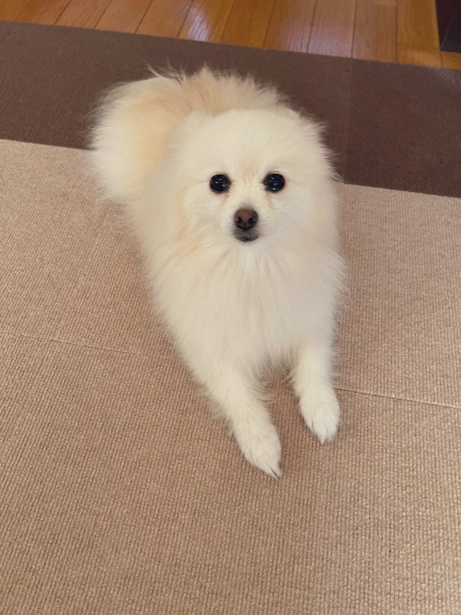 もちこページ もちこ🇫🇷 (@momochimomoko) / Posts / X