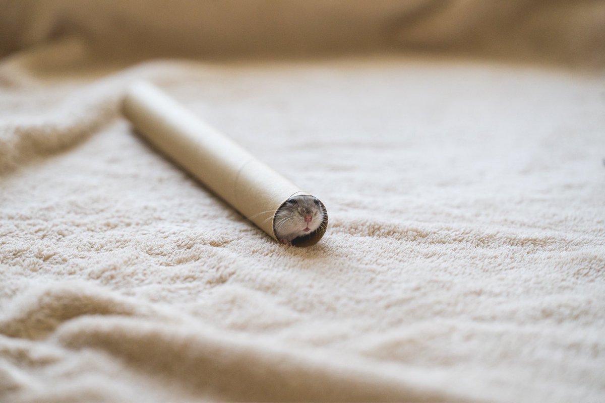 gsm_iham2's tweet image. にゅっ