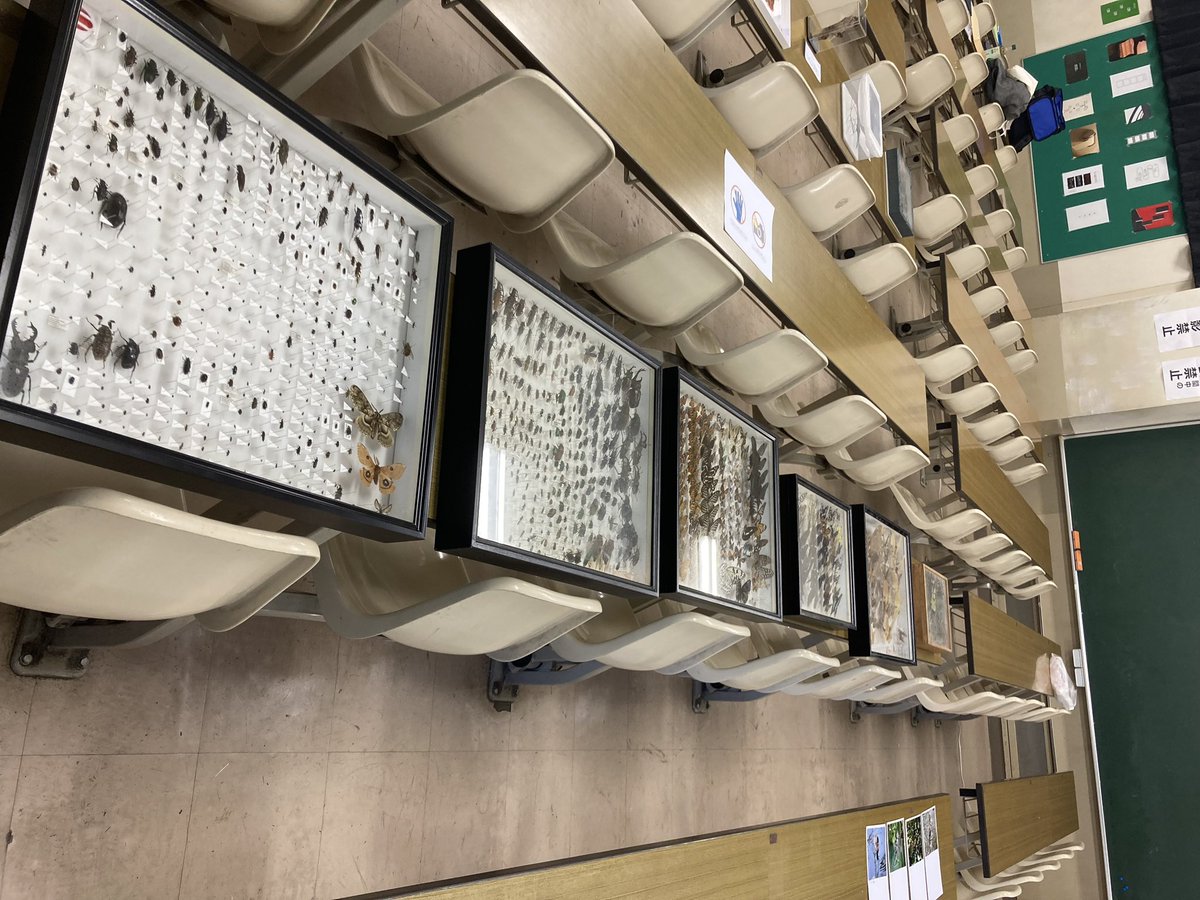 seiken305's tweet photo. 11/22(土)〜24(月)の三日間、東大駒場キャンパスで駒場祭が開催されます！
東大生研も、昆虫標本などさまざまな展示物を用意しました🐝
カレンダーやクリアファイルなどの物販もやっていますので、
ぜひ7号館2階724室にお立ち寄りください！
(写真は例年の様子です)
#第76回駒場祭 #駒場祭 #灯ととき https://t.co/Js2Nw1Nb3T