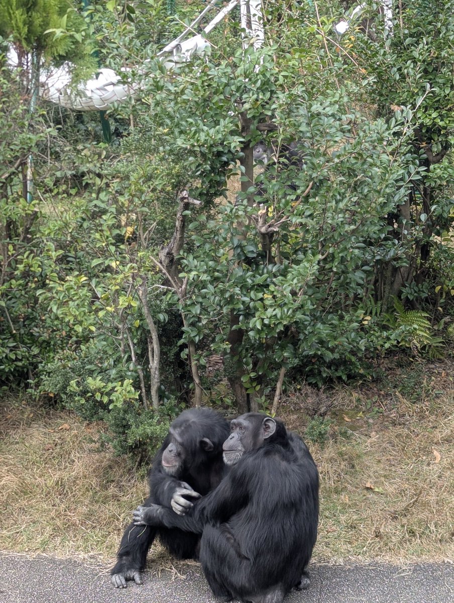 ⭐︎チンパンジー⭐︎ チンパンジー