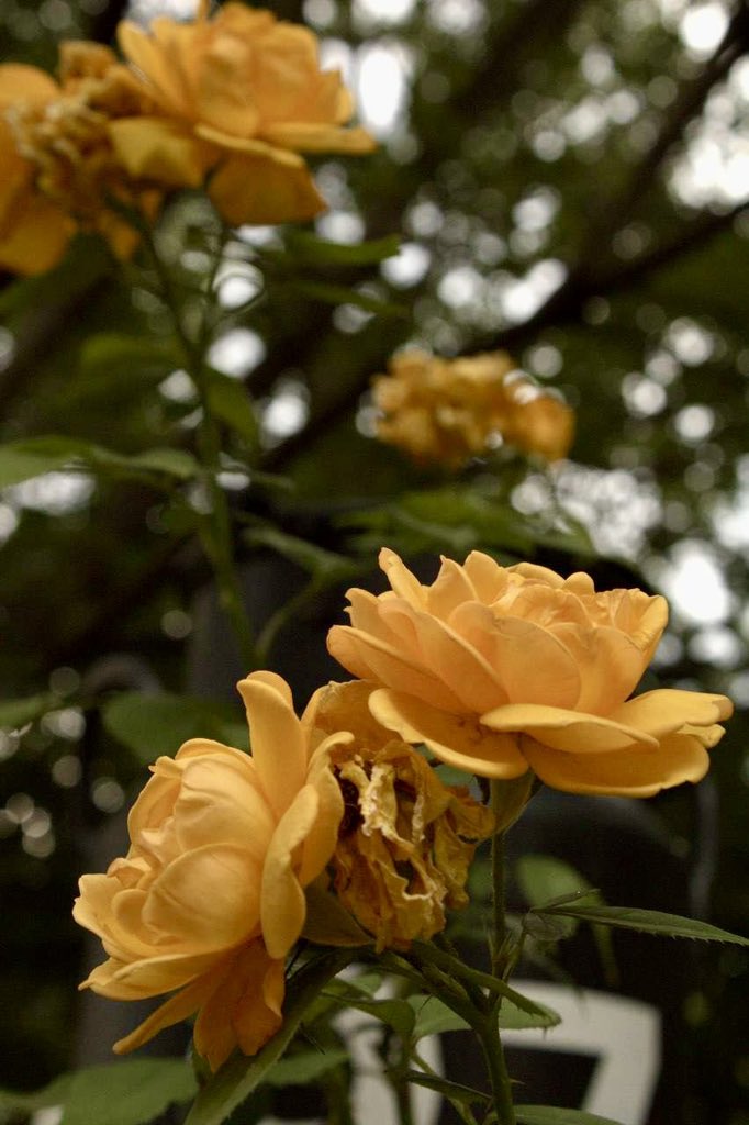 divya_sabaa's tweet image. Saw it..
Liked it..
So clicked it..!!