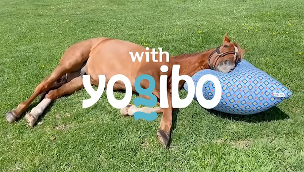 🐴『ブエナビスタの兄です。この度は妹の実装について全てをお話します。』