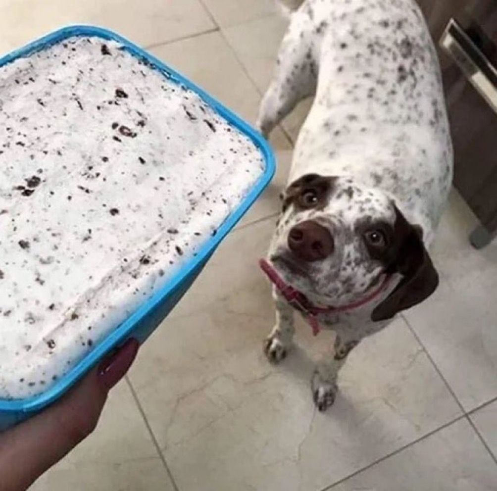 contextdogs's tweet image. 