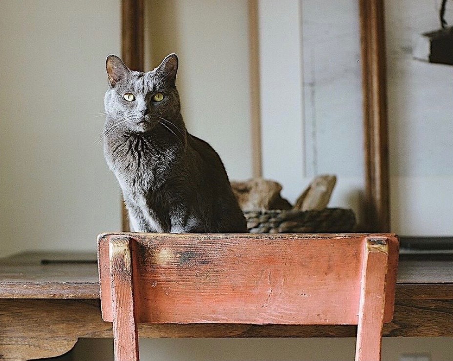 LunaTheGreyTuna's tweet image. I am the aesthetic #CatsOfTwitter