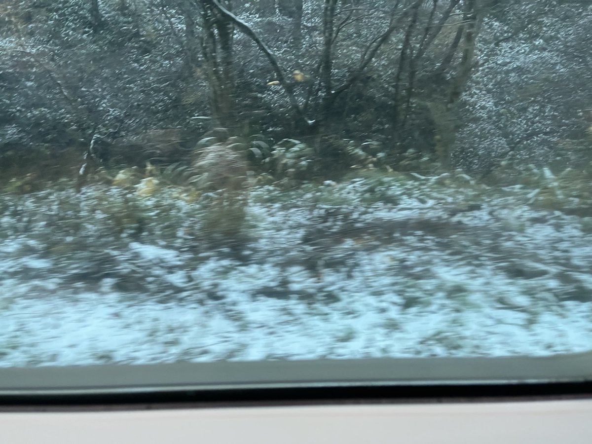 tmp_s57's tweet image. 雪降ってて草