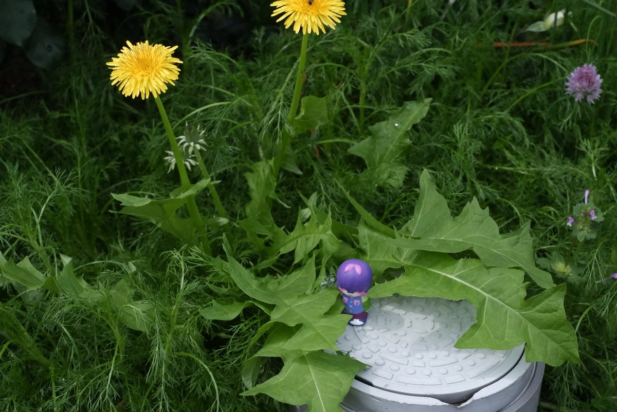 物静かで利発な少女 tweet media