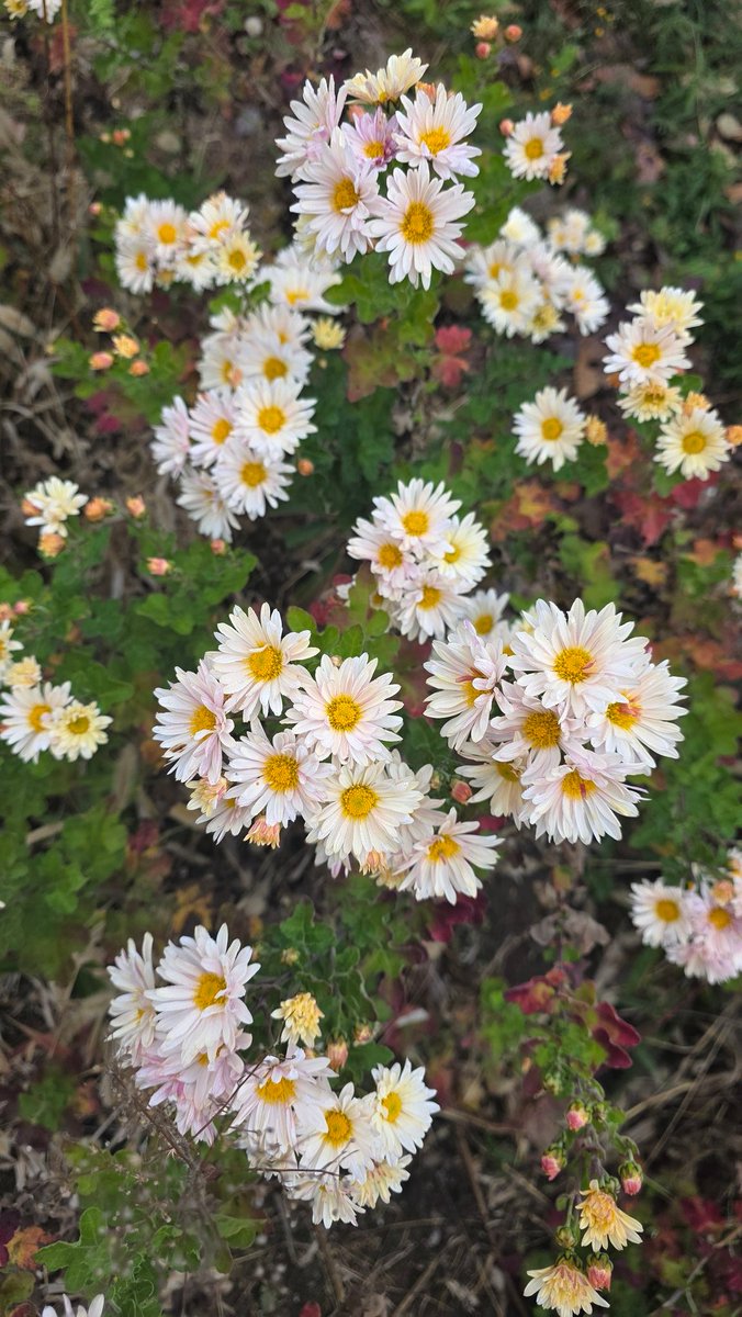うちの庭の菊だよ。ノジギク？かな？花壇だけじゃなくて庭のあちこちに