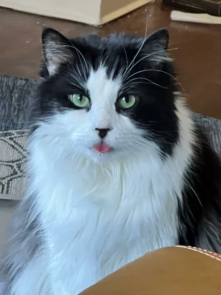 drexdqueen's tweet image. If you&apos;ve ever wanted to give Bug a gift, I have some options on my Throne! Or like something for me but we know whats important throne.com/drexdqueen/wis…