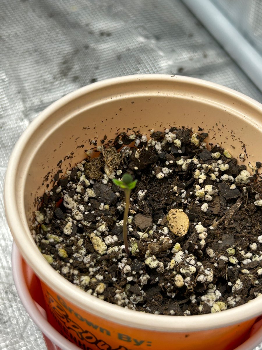 michiganjamomma's tweet image. Ophelia is popping up for THC Tuesday! Welcome hour newest gal from @staubingenetics 🌱