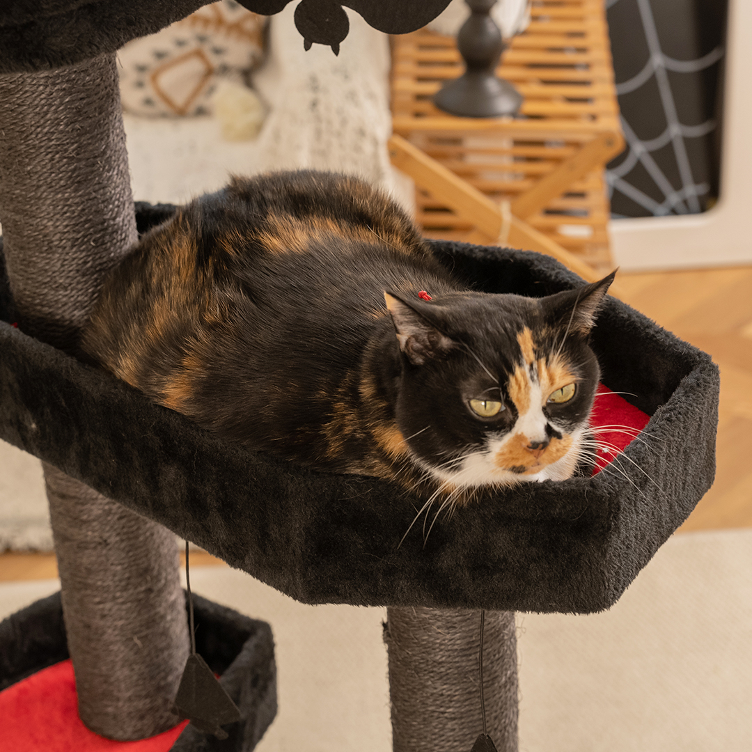 happyandpolly's tweet image. POV: your cat has a better throne than you 😼🖤
Goth vibes only 🦇✨
#CatTok #GothicStyle #CatVibes #HappyandPolly