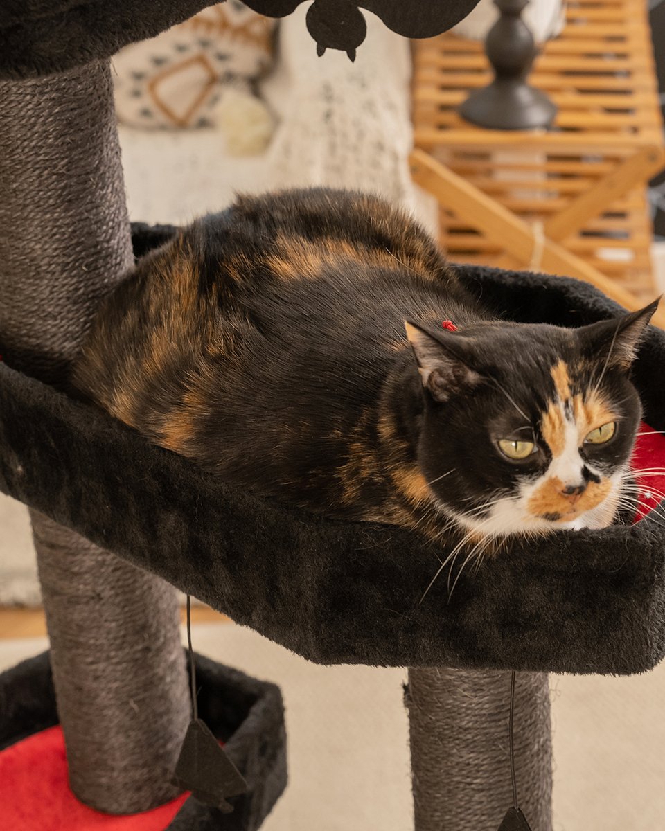 happyandpolly's tweet image. POV: your cat has a better throne than you 😼🖤
Goth vibes only 🦇✨
#CatTok #GothicStyle #CatVibes #HappyandPolly