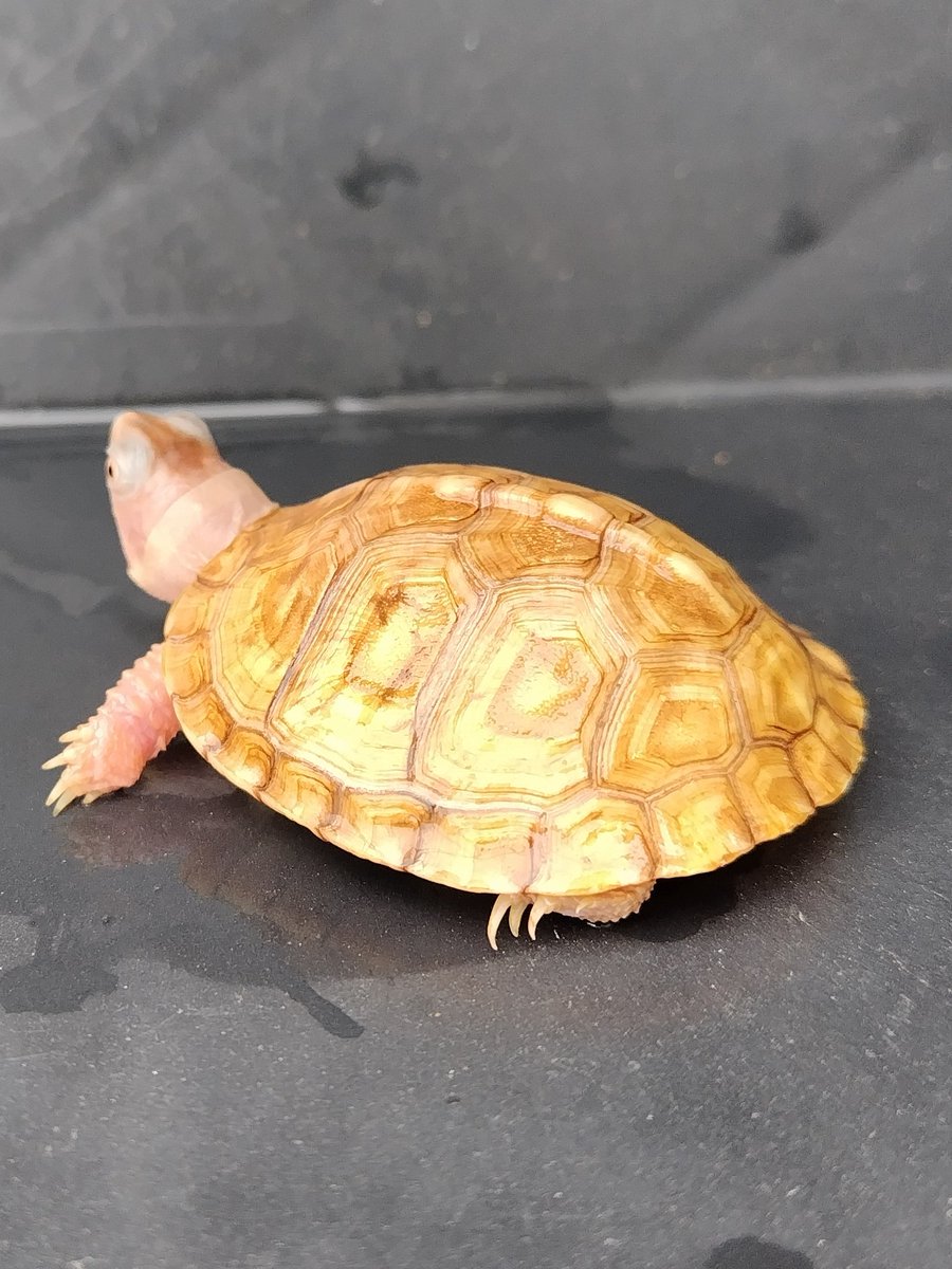 カメちゃん tito (@34_wgnc) / Posts / X