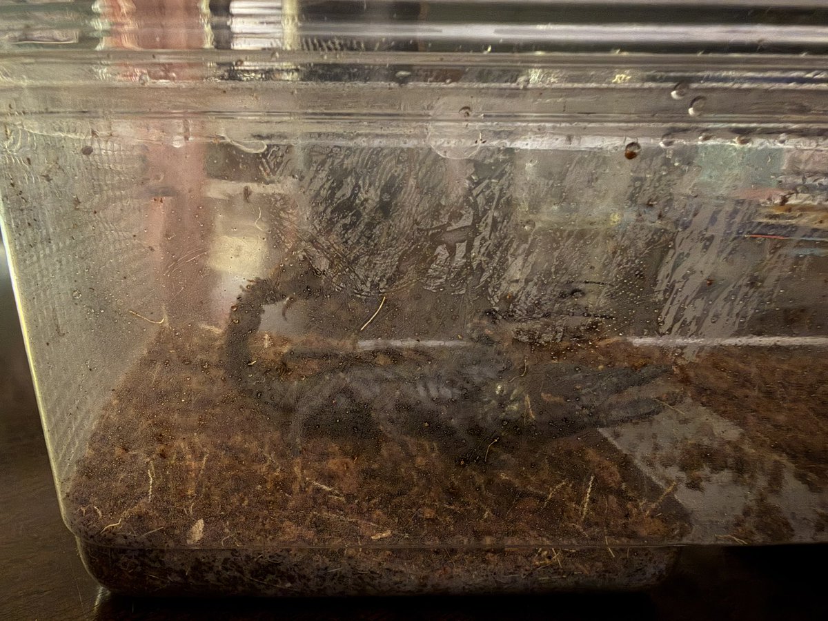 My best friend and her family came over to celebrate my son’s 14th birthday and bought him a scorpion???