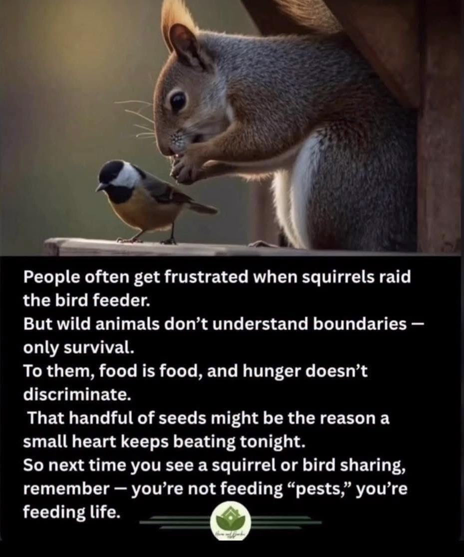 Strutter66's tweet image. 🐿️🫶🏻
