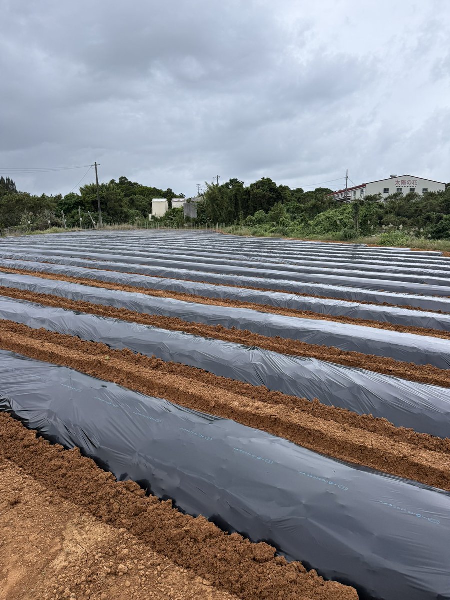 連日のマルチ張り。安曇野では慣れた作業でも、こちらでは勝手が違い、思うように進まないことも多い。
それでも、慣れない環境に身を置くことで、少しずつ前に進んでいる実感があります。

同じ場所に留まれば楽ですが、現状維持は衰退。挑戦しながら、また一つ学んでいます。

#yariflowerfarm