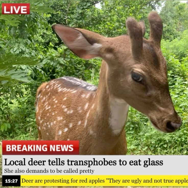 Ev🦖 (@evissillly) on Twitter photo 