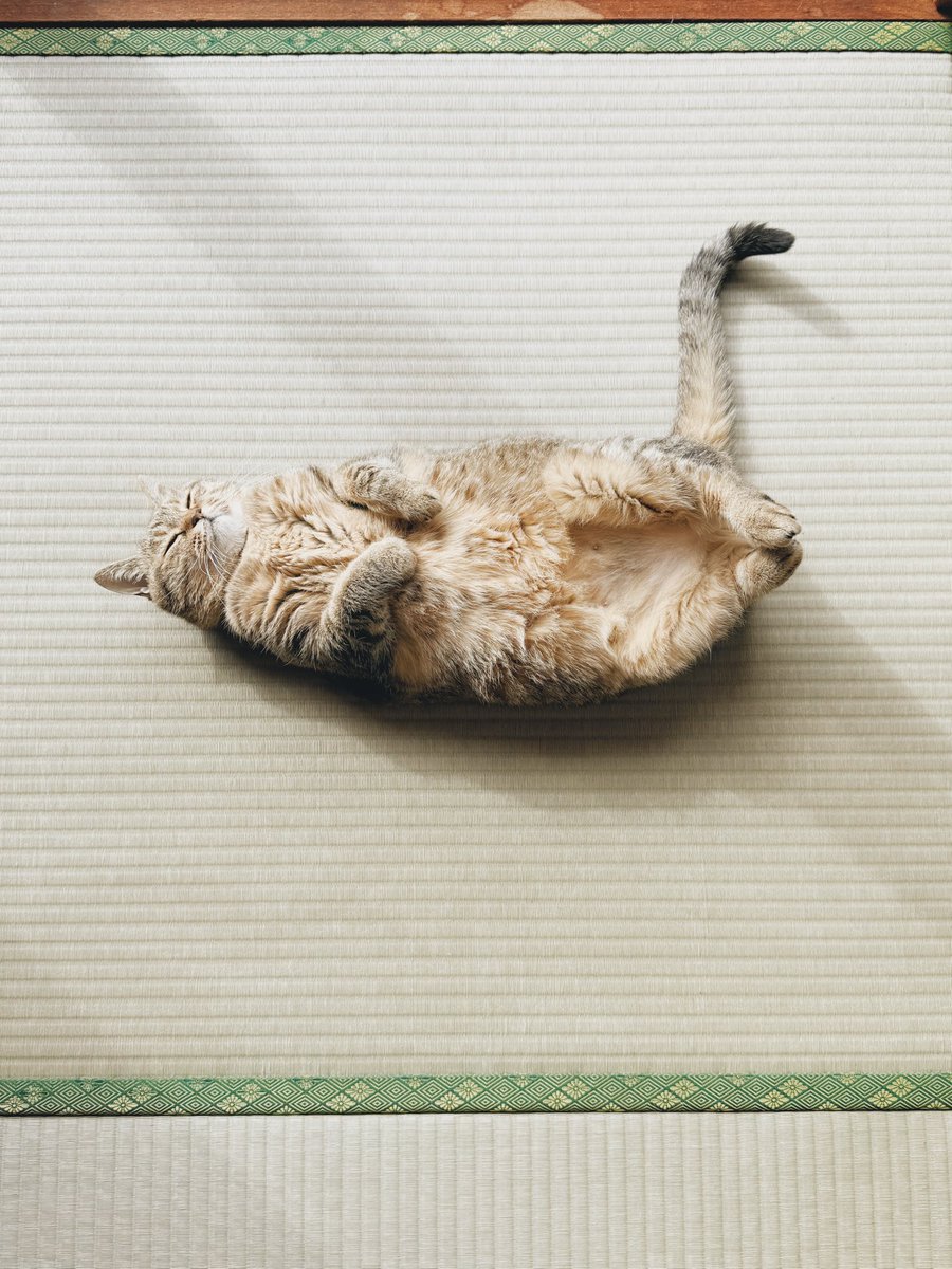 __Spica0's tweet image. 本日の落ちてる猫です