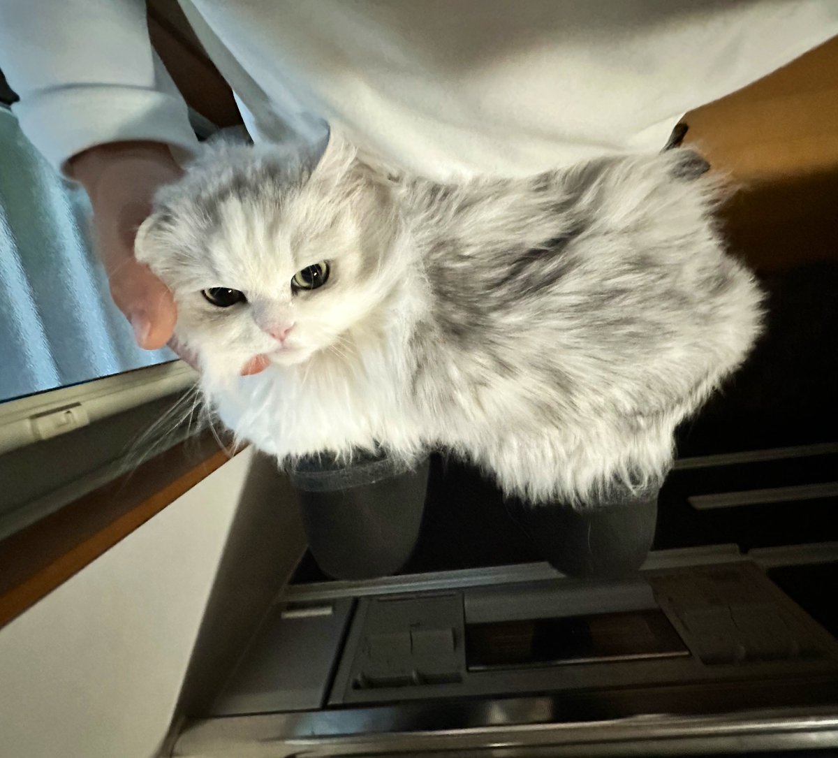 ネコランド (@NEKOLAND13) / Posts / X