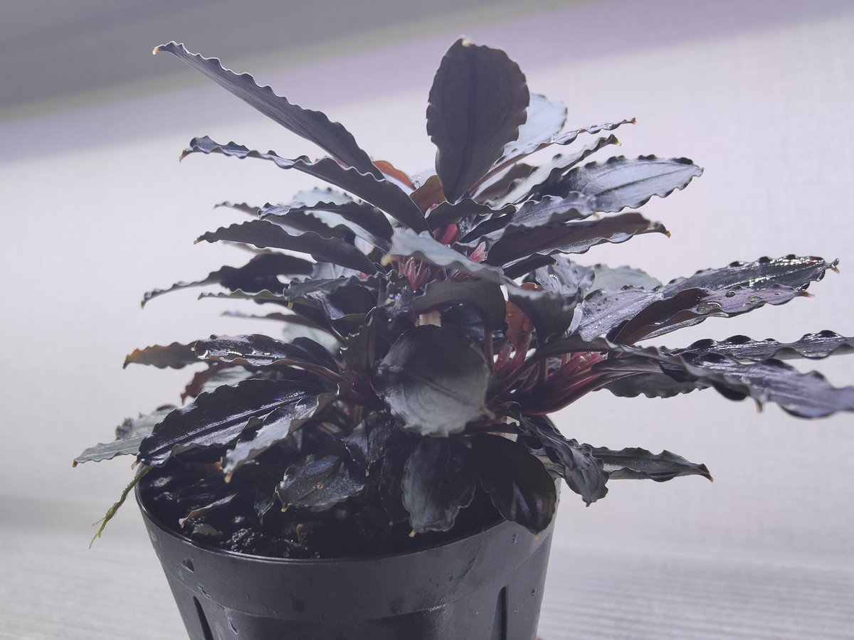 キボーデコ (@kiboudeko) / Posts / X