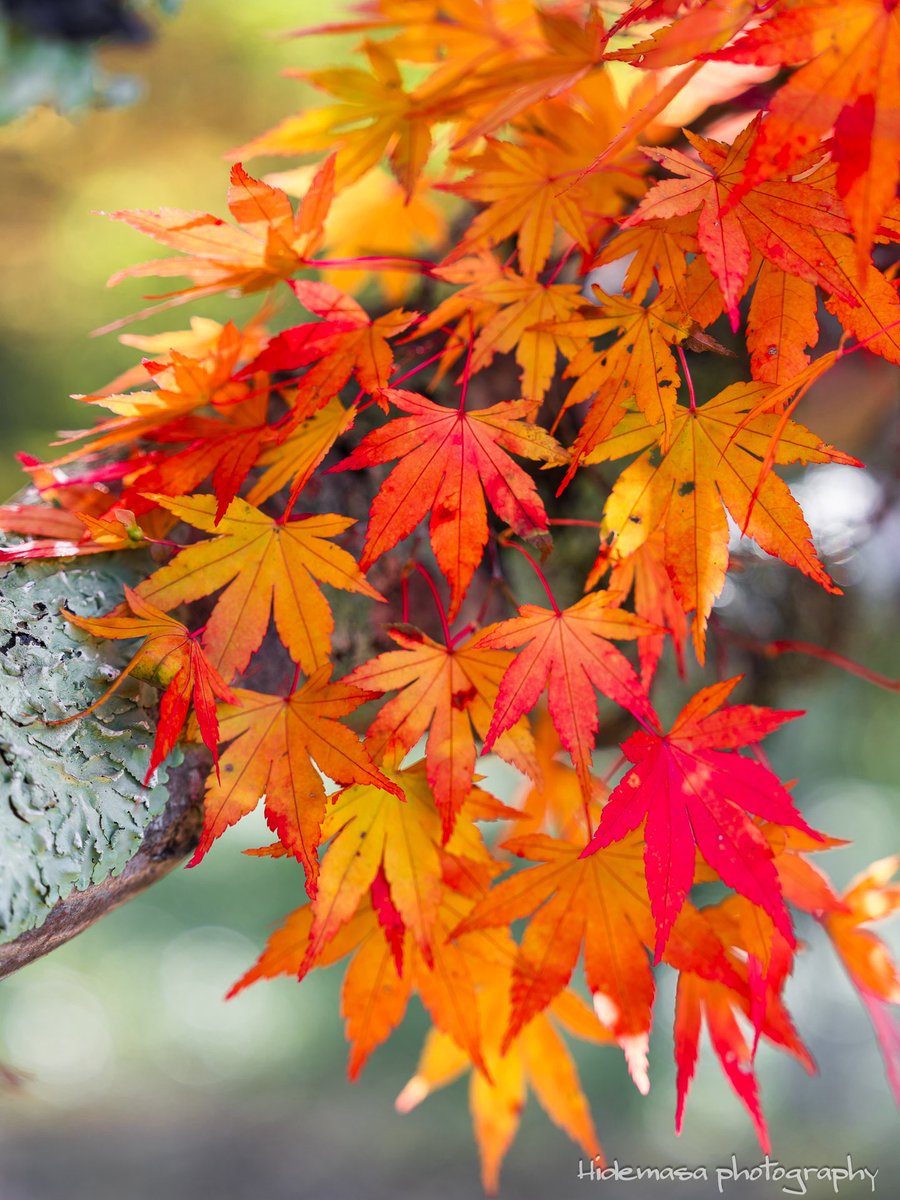 Hi_DesignFocus's tweet image. 大沼の紅葉

[2025.11.1]

#赤城山 
#赤城広場植物園 
#紅葉 🍁
#ぐんま応援びと
#ぐんまの風景