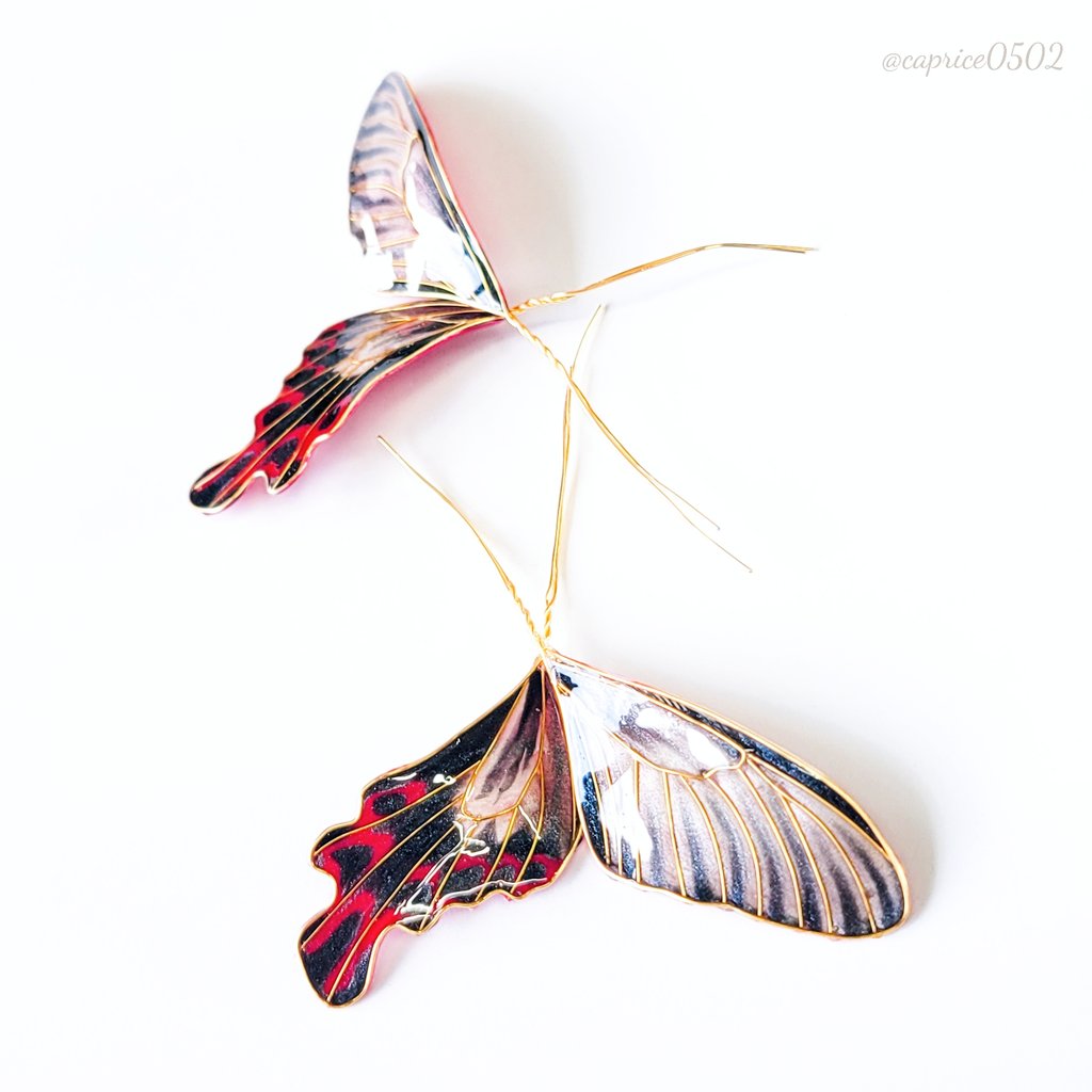 【ちら見せ👀】
#CARAMEL_MUSEUM に向けて...仕込んでおります❄

今回も良い色のフトオアゲハが仕上がってきました🦋
翅花片シリーズに仕立てる予定ですので、どんな天然石と組上がるのか...お楽しみにしていてくださいね💎