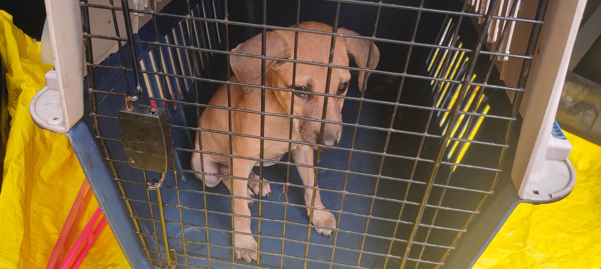 URGENT: foster needed for female Indie, 45-60 days old, at a vet now for deworming etc Pls help friends