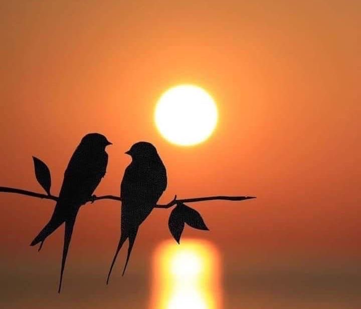 *لا تشتكي من الأيام فليس لها بديل*
*، ولا تحزن على الدنيا ما دام آخرها رحيل*
*، واجعل ثقتك بالله ليس لها مثيل*
*، وعشها في شكرهِ تجد كل ما فيها جميل..

#صباح_الخير