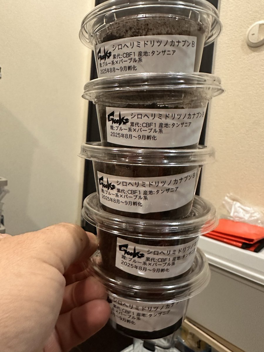 kikyo（祈京）＠Geeks (@Kikyo666dirxxx) / Posts / X