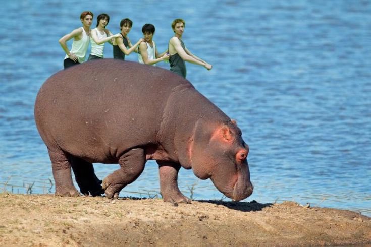 ankeonsho's tweet image. Naik hippo aja naik hippo