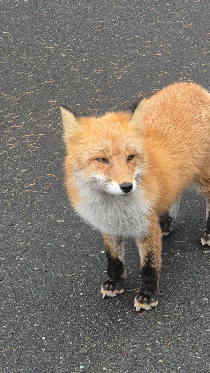 北海道に行ったスタッフが野生の狐に遭遇🦊！ なんだかにっこり笑っ