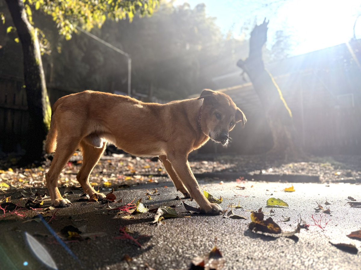 ののの (@nonononekosuki) / Posts / X