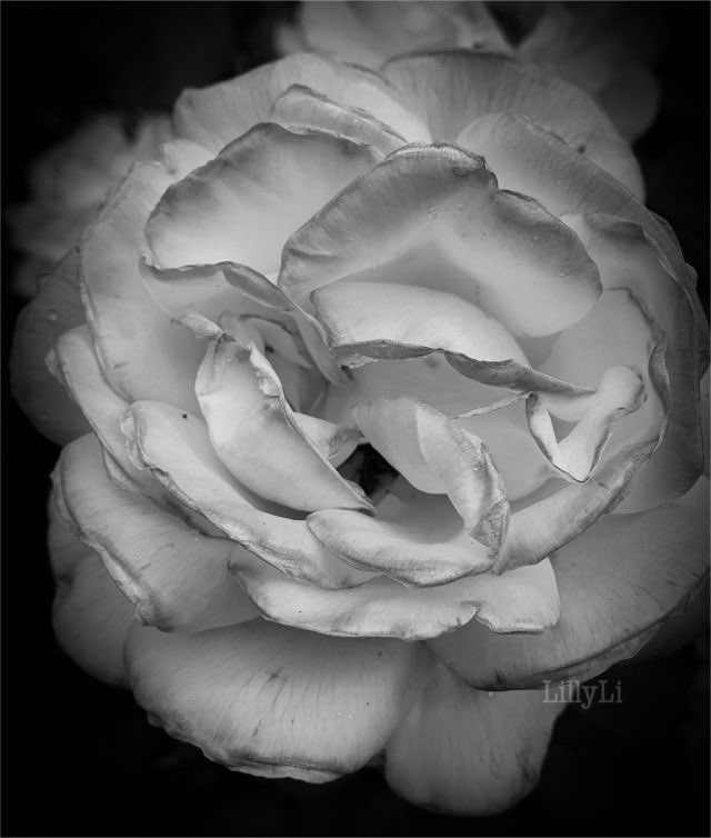 To every single one of you who stops by my corner of this wild timeline, Thank You. 
Thank you for the likes and for the retweets that carry my words farther than I ever could alone. Thank you for being here with me.
I hope I give you even a fraction of the light you give me💜