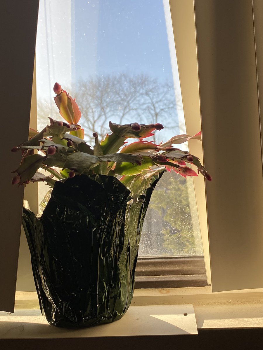 samballet's tweet image. An update on my office cactus: