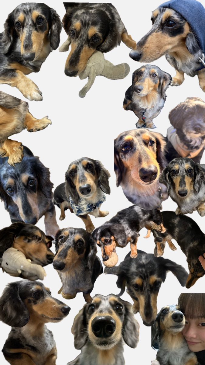 Raspberry__0927's tweet image. 犬だらけ