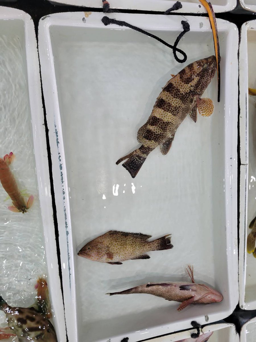 へんな魚おじさん (@_Sakana_Ojisan) / Posts / X