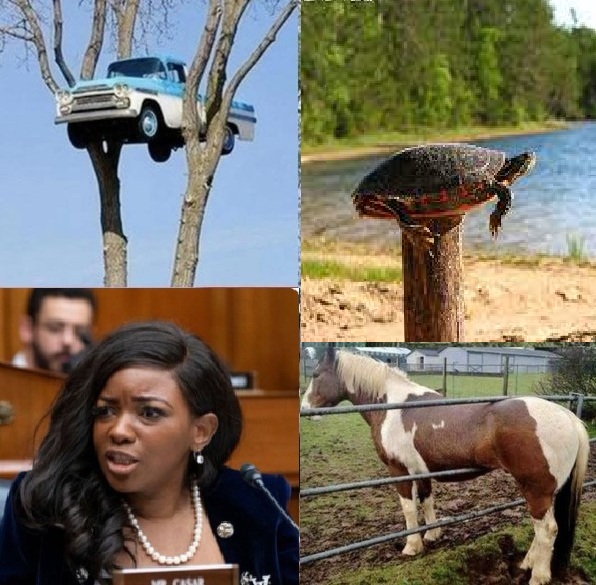 <a href="/libsoftiktok/">Libs of TikTok</a> Do you ever look at something and wonder how it got there?