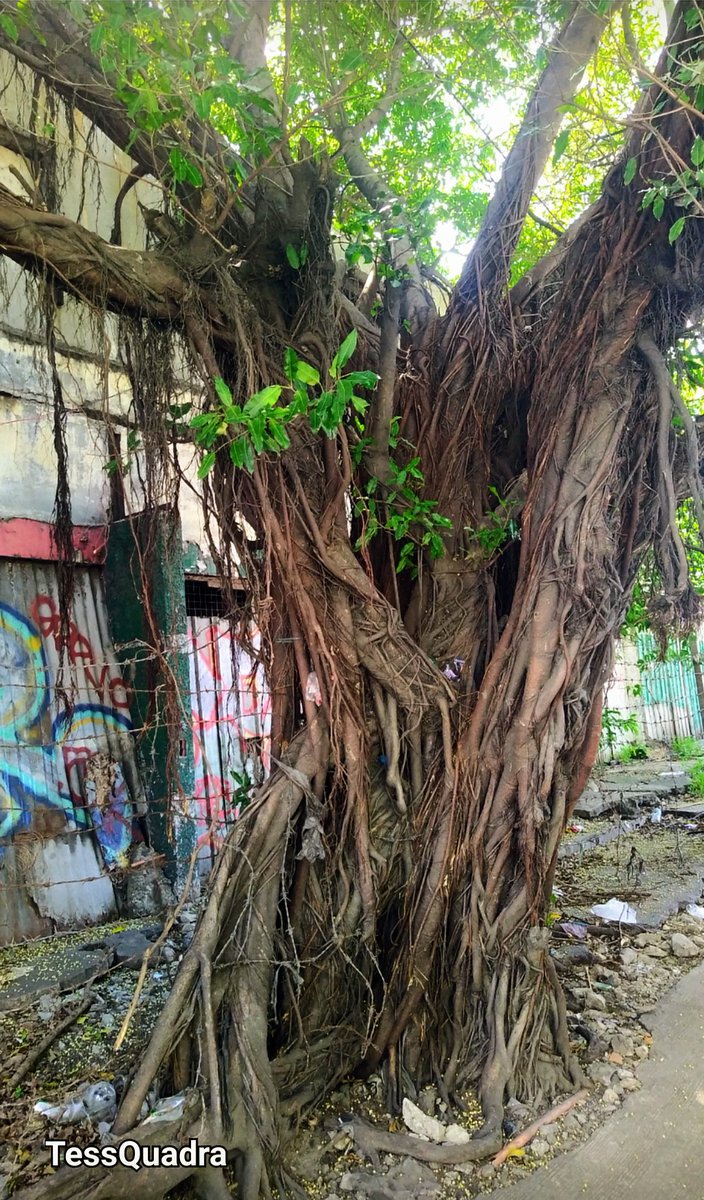 Kon_tessa's tweet image. #TuesdayTrees
#AlphabetChallenge 
#WeekUforUnloved
Uncared for &amp;amp; unloved this Ficus tree is still a spunky &amp;amp;  pulchritudinous addition to the neighborhood,inspite all the trash blowing it&apos;s way🌳☄️